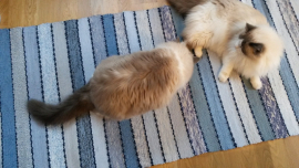 I mitt hem